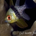 cardinalfish_pajama_rr_h_0002_yap0557.jpg